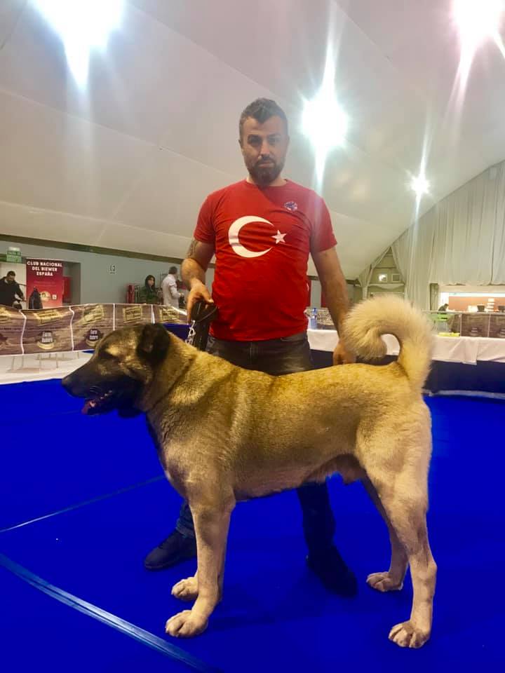 Türk Çoban Köpeği Kangal Dünya Şampiyonu Avkif