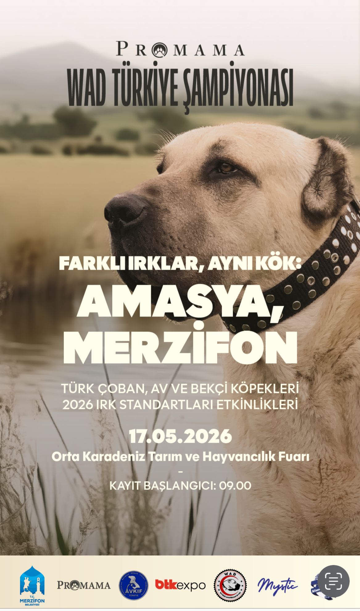 WAD AMASYA MERZİFON YERLİ IRKLAR IRK STANDARTLARI 17.05.2026
